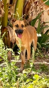 LASKA Imagen 2